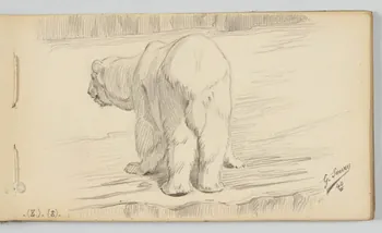 carnet de dessins Ours polaire 1967.116.946.25 Photo
