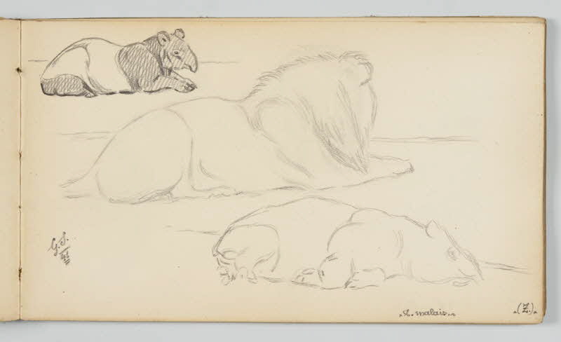 carnet de dessins Tapir et lion 1967.116.946.33 Photo