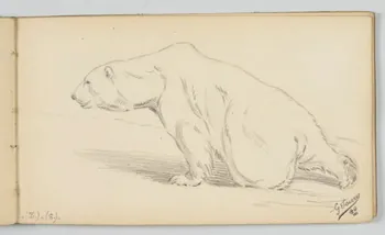 carnet de dessins Ours polaire 1967.116.946.37 Photo