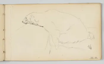 carnet de dessins Ours polaire 1967.116.946.39 Photo