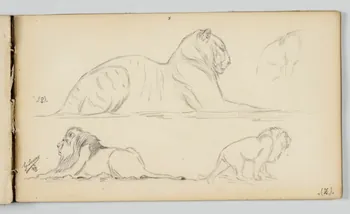 carnet de dessins Tigre et lions 1967.116.946.40 Photo