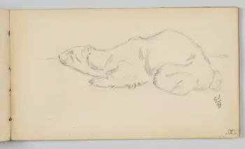 carnet de dessins Ours polaire au repos 1967.116.946.41 Photo