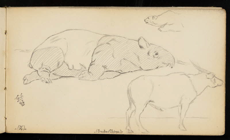 carnet de dessins Tapir, ours et antilope 1967.116.947.2 Photo