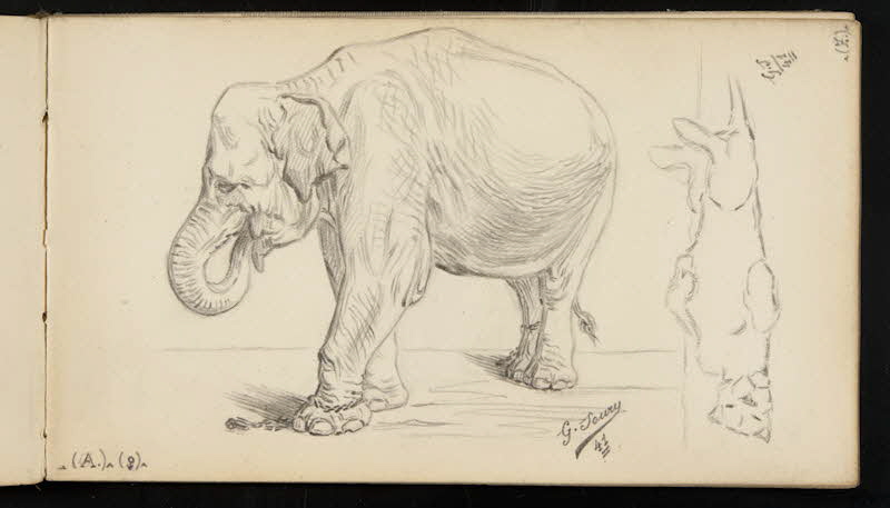 carnet de dessins Eléphant et lionne allongée 1967.116.947.21 Photo