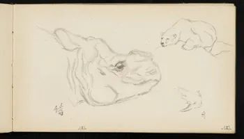 carnet de dessins Rhinocéros à la corne coupée et ours blanc 1967.116.947.22 Photo