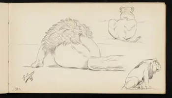 carnet de dessins Lion et lionne 1967.116.947.23  Photo
