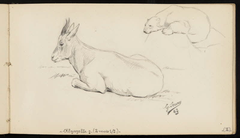 carnet de dessins Gazelle et ours blanc 1967.116.947.26 Photo