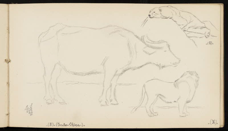 carnet de dessins Ours blanc, lion et buffle 1967.116.947.27 Photo