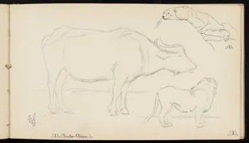 carnet de dessins Ours blanc, lion et buffle 1967.116.947.27 Photo