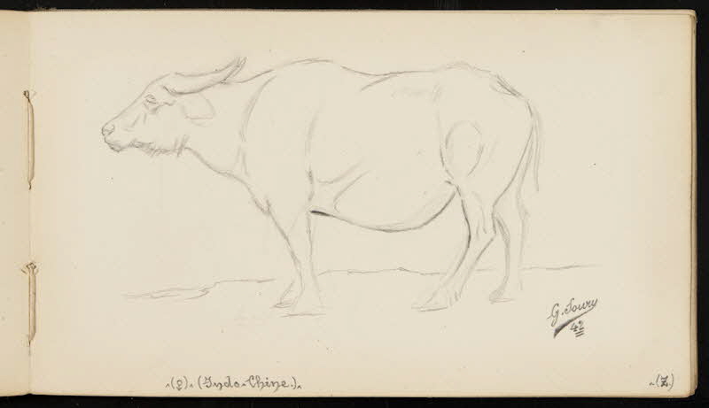 carnet de dessins Buffle 1967.116.947.35 Photo