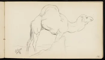 carnet de dessins Dromadaire 1967.116.947.36 Photo
