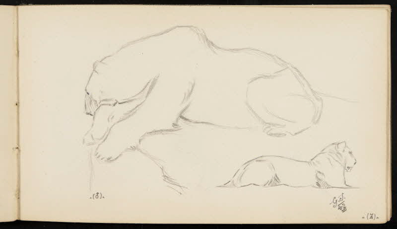 carnet de dessins Ours blanc et lionne 1967.116.947.37 Photo