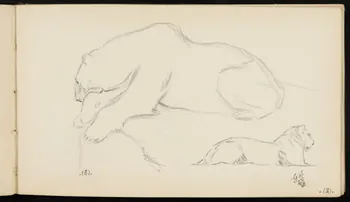 carnet de dessins Ours blanc et lionne 1967.116.947.37 Photo