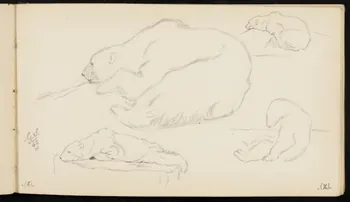 carnet de dessins Ours blanc dans diverses positions 1967.116.947.38 Photo