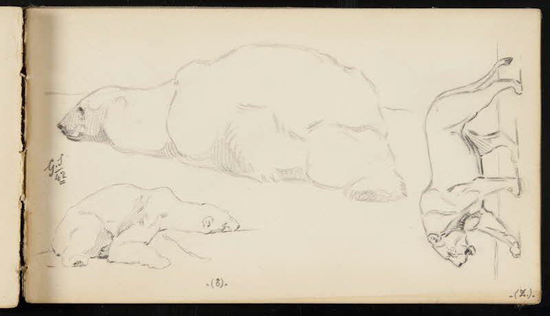 carnet de dessins Ours blanc allongé et lionne 1967.116.947.41 Photo