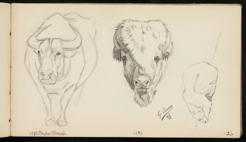carnet de dessins Ours blanc, bison et buflle 1967.116.947.43 Photo
