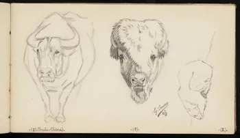 carnet de dessins Ours blanc, bison et buflle 1967.116.947.43 Photo