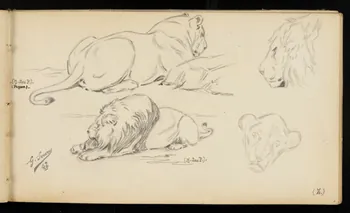 carnet de dessins Lions et lionnes 1967.116.947.8  Photo