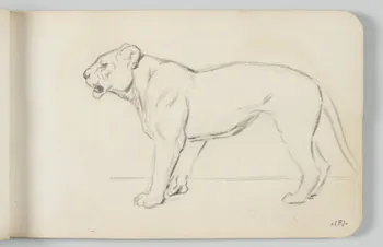 carnet de dessins Lionne 1967.116.948.15  Photo
