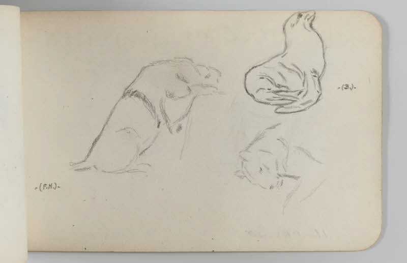 carnet de dessins Lion et otarie 1967.116.948.30 Photo