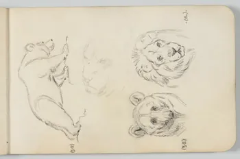 carnet de dessins Ours brun et lion 1967.116.948.5 Photo