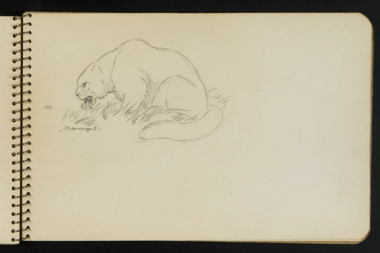 carnet de dessins Esquisse de panthère des neiges 1967.116.949.11 Photo