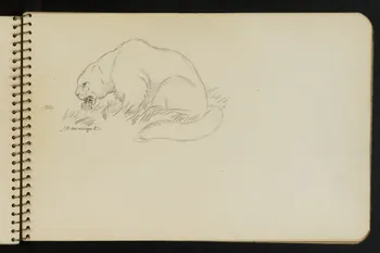 carnet de dessins Esquisse de panthère des neiges 1967.116.949.11 Photo