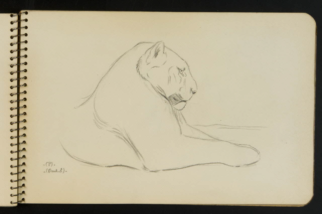 carnet de dessins Esquisse de panthère allongée 1967.116.949.12 Photo