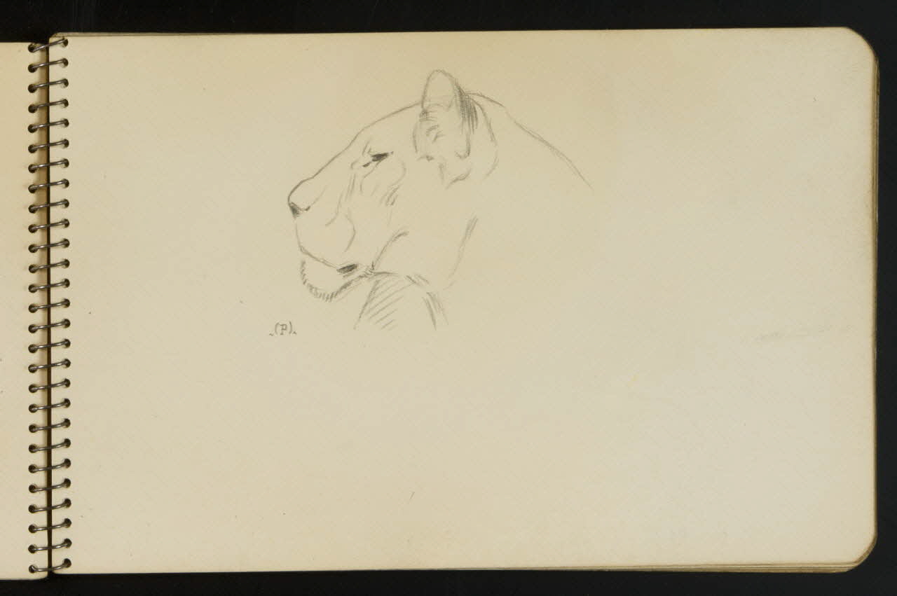 carnet de dessins Esquisse de tête de lionne 1967.116.949.5 Photo