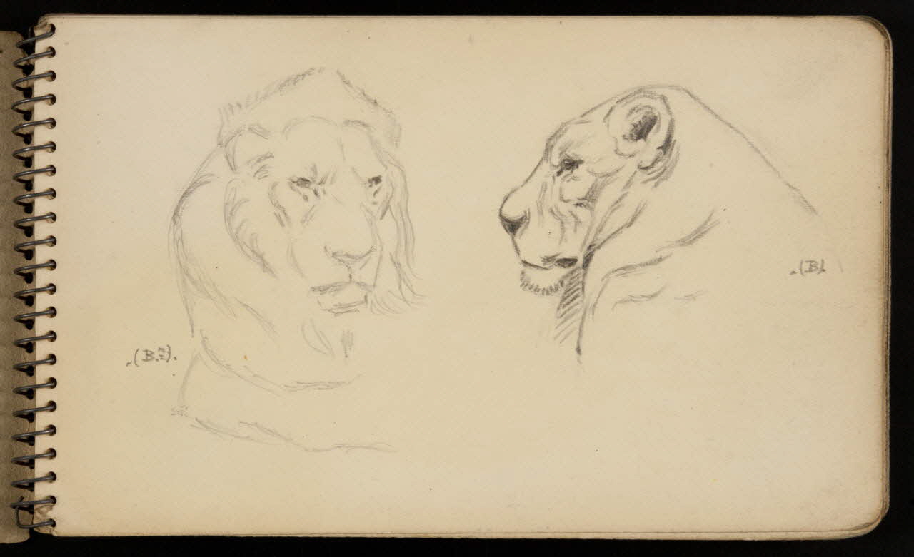 carnet de dessins Lion 1967.116.950.1 Photo