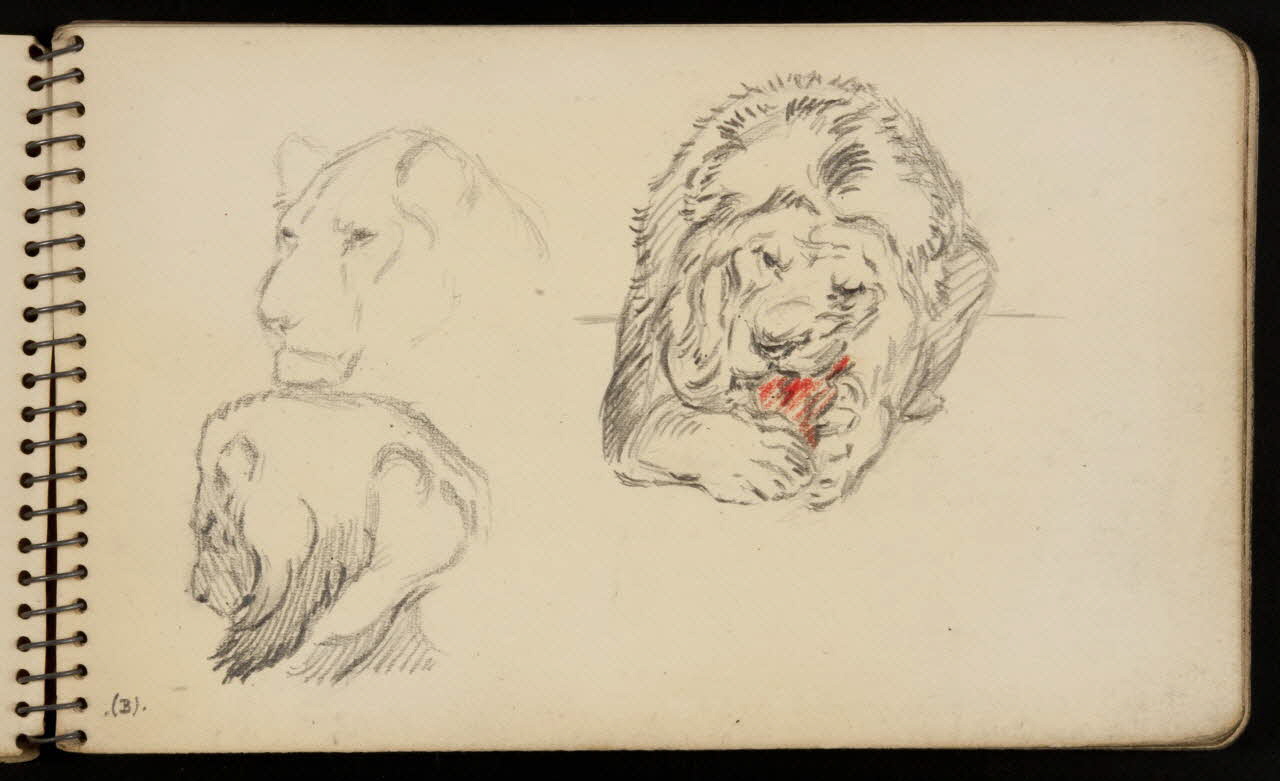 carnet de dessins Lion 1967.116.950.2 Photo