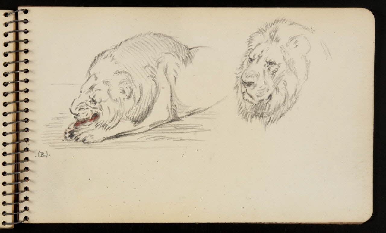 carnet de dessins Lion 1967.116.950.29 Photo