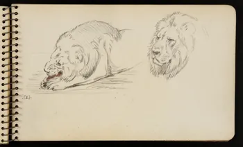 carnet de dessins Lion 1967.116.950.29  Photo