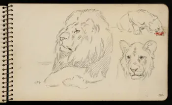 carnet de dessins Tigre et lion 1967.116.950.9 Photo
