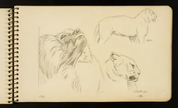 Gustave Soury carnet de dessins Lion, panthère et babouin Ile-de-France, France 1954-1955 1967.116.951.10 Photo