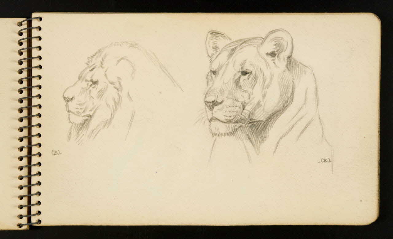 Gustave Soury carnet de dessins Lion et lionne Ile-de-France, France 1954-1955 1967.116.951.11 Photo