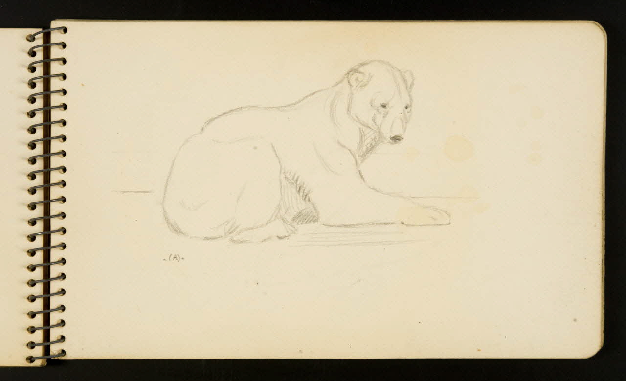 Gustave Soury carnet de dessins Ours polaire Ile-de-France, France 1954-1955 1967.116.951.13 Photo