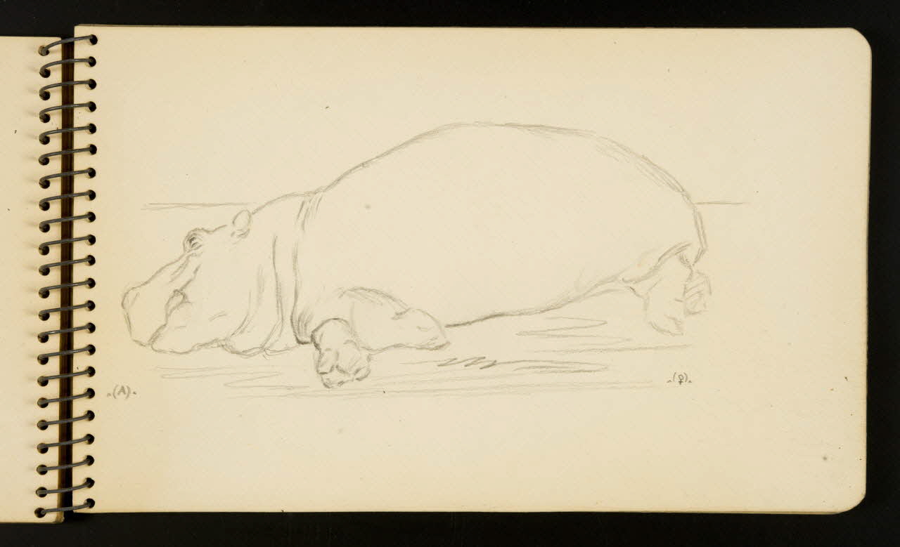 Gustave Soury carnet de dessins Hippopotame Ile-de-France, France 1954-1955 1967.116.951.15 Photo