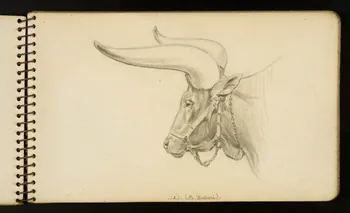 Gustave Soury carnet de dessins B. Watusi. Ile-de-France, France 1954-1955 1967.116.951.2 Photo