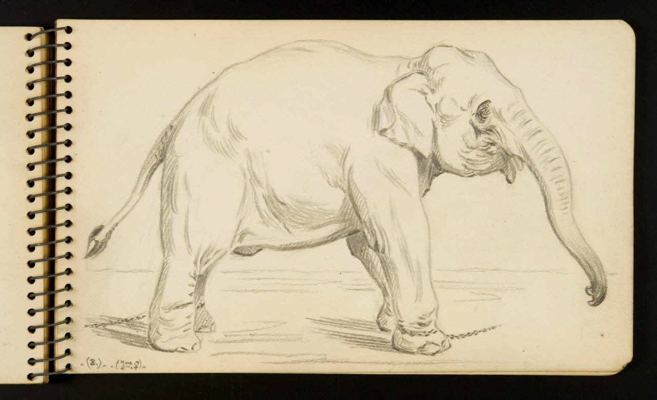 Gustave Soury carnet de dessins Eléphant Ile-de-France, France 1954-1955 1967.116.951.24 Photo