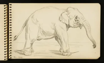 Gustave Soury carnet de dessins Eléphant Ile-de-France, France 1954-1955 1967.116.951.24 Photo
