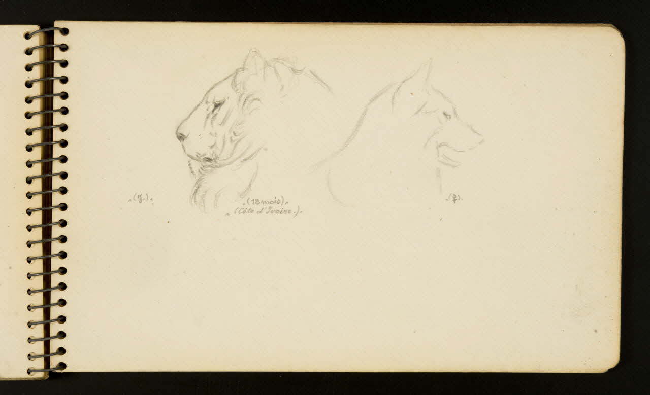 Gustave Soury carnet de dessins Lion et loup Ile-de-France, France 1954-1955 1967.116.951.29 Photo