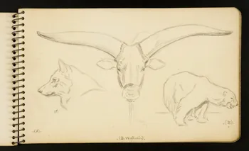 Gustave Soury carnet de dessins Loup, ours et watusi Ile-de-France, France 1954-1955 1967.116.951.3 Photo