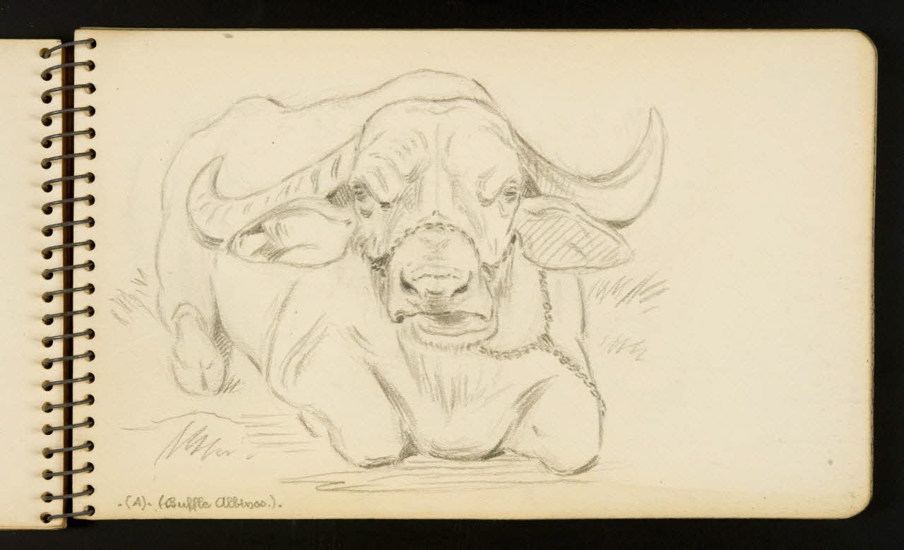 Gustave Soury carnet de dessins Buffle albinos. Ile-de-France, France 1954-1955 1967.116.951.9 Photo