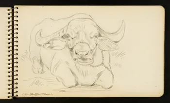 Gustave Soury carnet de dessins Buffle albinos. Ile-de-France, France 1954-1955 1967.116.951.9 Photo