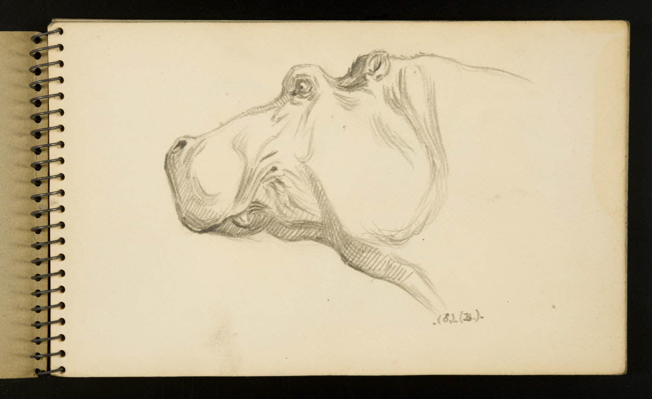 carnet de dessins Hippopotame 1967.116.953.1 Photo