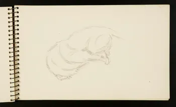 carnet de dessins Lion 1967.116.953.13 Photo