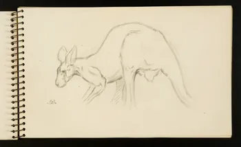 carnet de dessins Kangourou 1967.116.953.4  Photo