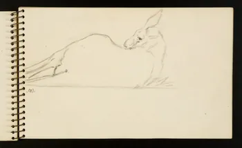 carnet de dessins Kangourou 1967.116.953.5  Photo