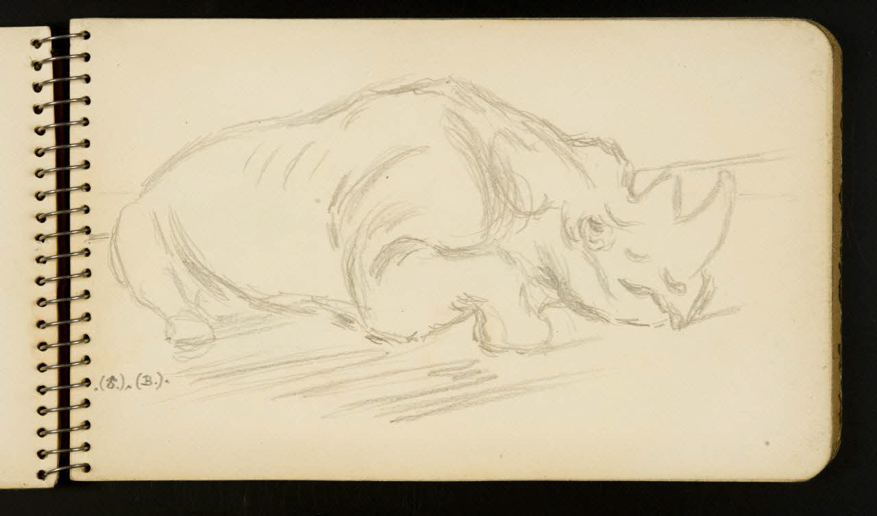 carnet de dessins Rhinocéros 1967.116.954.11 Photo